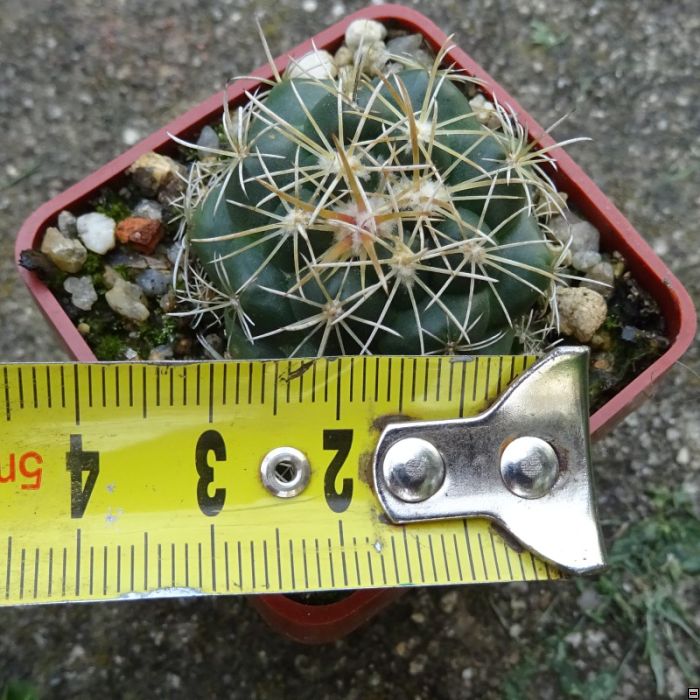 Coryphantha bumamma 20-velikost.jpg